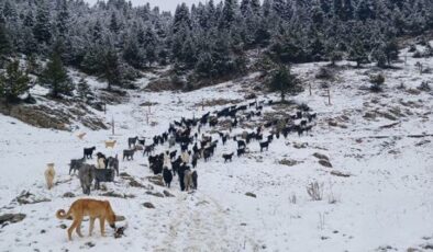 Adana, Hatay ve Osmaniye’de kar: Beyaza büründü