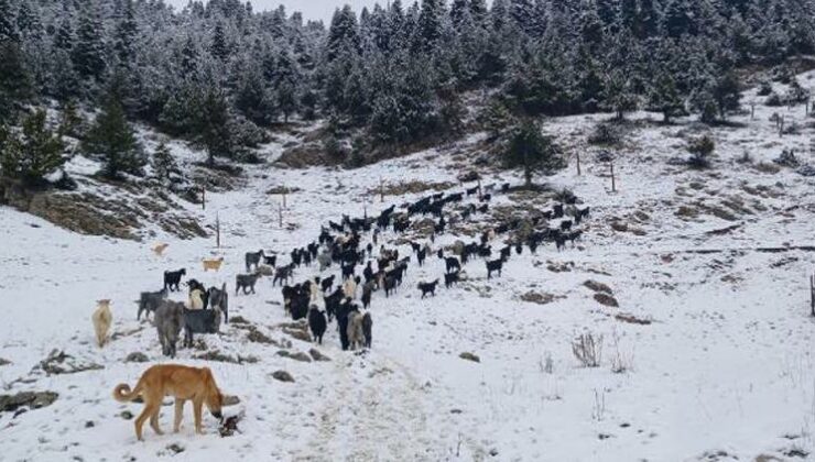 Adana, Hatay ve Osmaniye’de kar: Beyaza büründü