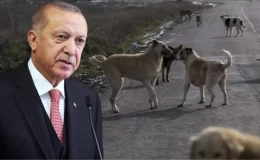 Erdoğan: Sahipsiz köpeklerin sahiplendirilmesini amaçlıyoruz, bunu başarabilirsek sonraki adıma gerek kalmayacak