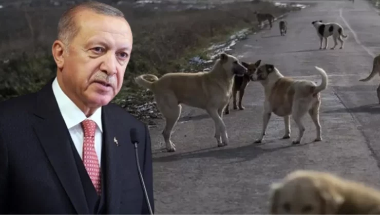 Erdoğan: Sahipsiz köpeklerin sahiplendirilmesini amaçlıyoruz, bunu başarabilirsek sonraki adıma gerek kalmayacak