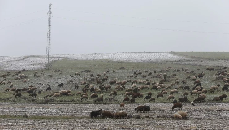 Kars ve Ağrı’da besiciler kar yağışına hazırlıksız yakalandı