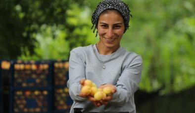 Kağızman kayısısındaki verim yüz güldürdü