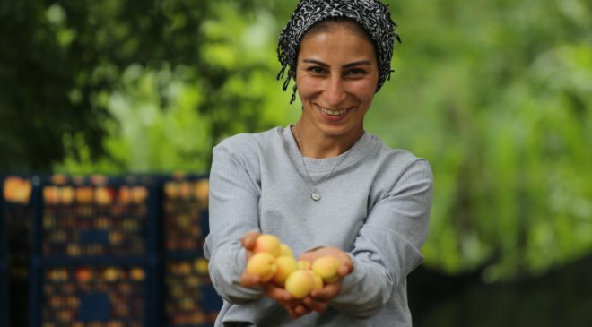 Kağızman kayısısındaki verim yüz güldürdü