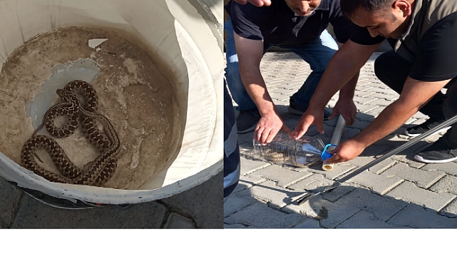 Kars’ta binaya giren yılan paniğe neden oldu