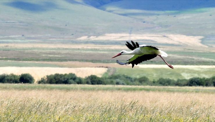 Kars’ta leylekler çayırlarda beslenirken görüntülendi