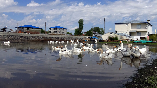 Kars’ta kazlar yaz sıcaklarında serin suyla buluşturuluyor