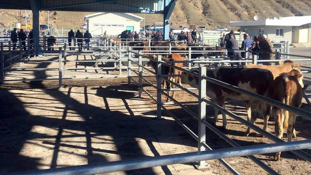 Sarıkamış’ın yeni hayvan pazarı hizmete girdi